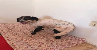 (Özel) Türkiyenin Yüreğini Sızlatan Sızı Köpekten Sevindirici Haber