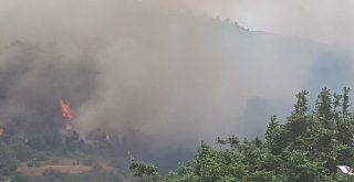 Hatayda Orman Yangını