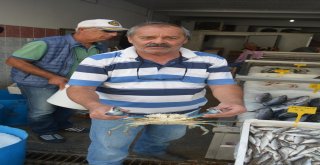 Sinopta Balıkçıların Ağlarına Mavi Yengeç Takıldı