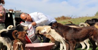 Zonguldaklı İki Aile 120 Sokak Köpeğine Yuva Oldu