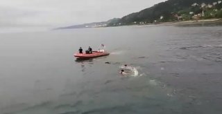 Kurbanlık Dana Bayramın Son Günü Denizde Yüzerken Bulundu