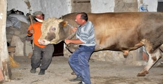 Çorumda 2.2 Tonluk Kurbanlık Görücüye Çıktı