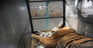 Turkish Cargo, Vahşi Doğanın Yırtıcılarını Bulutların Üzerine Taşıdı