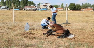 Ayağı Kırık Ata Çocuklar Sahip Çıktı