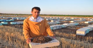 Şanlıurfada Arı Ölümleri