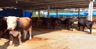 Huysuzlanan Kurbanlık Dereye Uçtu