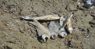 Denizlide Baraj Göletinde Toplu Balık Ölümleri