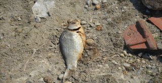 Denizlide Baraj Göletinde Toplu Balık Ölümleri