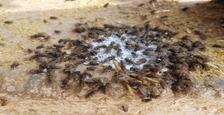 Germencikte Besicilere Karasinekle Mücadele Desteği