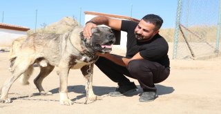 Yerli Ve Milli Koruma Köpeği Kangal