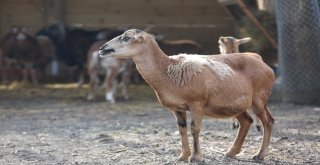 (Özel) Atıl Durumdaydı, Avrupanın En Büyük Doğal Yaşam Parkı Oldu