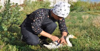 Hayallerini Toprağa Gömdü