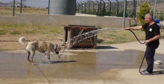 Gerçüşte Sıcaktan Bunalan Hayvanlarını Serinletiyorlar