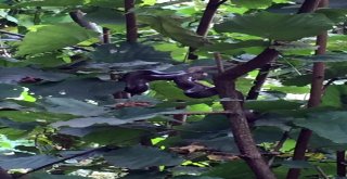 Fındık Dalına Tırmanan Yılan Korkuttu