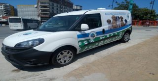 Başkan Yılmaz, Sokak Hayvanlarını Görmezden Gelmedi