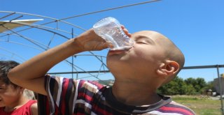 (Özel) Eşek Sütü Hem Şifa Hem De Kazanç Sağladı