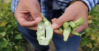 8 Kilo Ekti 2 Ton Ürün Elde Etti