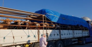 Kastamonudan 8 Tır Dolusu Kurbanlık, İstanbula Gönderildi