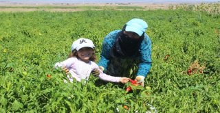 Siverekte İsot Hasadına Başlandı