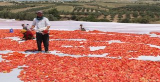 Manisanın Kurutulmuş Domatesleri Dünya Pazarında