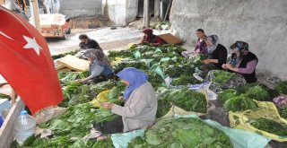 İnegölde Tütün Hasadı Başladı