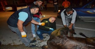 Hamile Atı Sokak Ortasına Ölüme Terk Ettiler