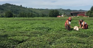Eskişehirlilerin Çay Keyfi