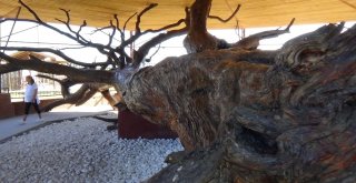 Osman Gazinin Salıncakta Sallandığı 12 Asırlık Çam Koruma Altında