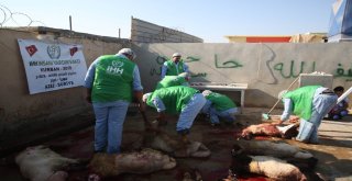 Suriyede Kesilen 5 Bin 357 Hisse Kurban İhtiyaç Sahiplerine Dağıtılıyor