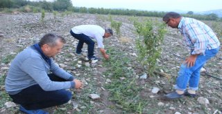 Osmanelide Dolu Büyük Zarara Yol Açtı