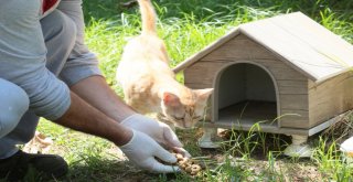Küçükçekmecede Sokak Hayvanlarına Yem Ve Su Takviyesi
