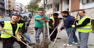 Bayrampaşaya Her Yıl Binlerce Ağaç