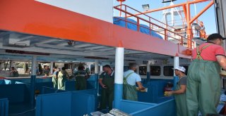 Sinopta Palamut Bereketi