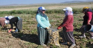 Sandıklıda Yeni Mahsul Patates Hasadı Başladı