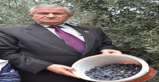 İnegölde Artık Zeytin De Yetişiyor