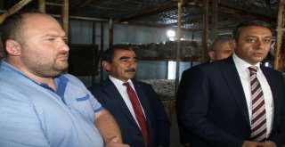 Vali Şıldak: “Altınyaylada Günde 20 Tom Mantar Yetiştiriliyor”