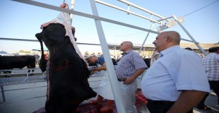 Yenimahallede Kurban Bayramı Coşkusu