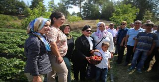 Vali Hanım Çileğinin İlk Hasadını Vali Hanım Yaptı