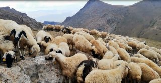 Koyunların Tuz Ve Su Keyfi