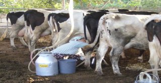 Ödemiş Sütü 649 Milyonluk İşlem Hacmiyle Birinci