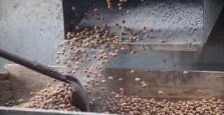 Ağın Leblebisine Talep Çoğaldı, Üretim Yüzde 300 Arttı