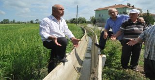 Bafra Ovasında Çeltik Tarlaları Susuzluktan Kurumaya Başladı