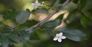 Tokatta Erik Ağacı Temmuz Ayında İkinci Kez Çiçek Açtı