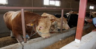 15 Temmuz Doğumlu Dev Boğayı Alana, Yanında 3 Boğa Hediye