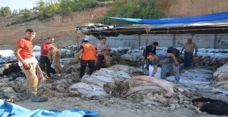 Thk, 7 Bin 250 Küçükbaş, 157 Büyükbaş Deri Topladı