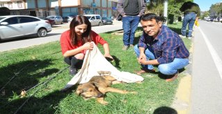 Aracın Çarptığı Köpeğe Üniversite Öğrencisinden Şefkat Eli