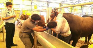 Kurbanlık Hayvanlara Diş Kontrolü