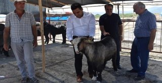 Mersinde Kurban Satış Yerleri Denetlendi