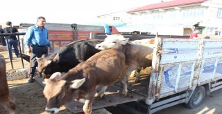 1 Tonluk Kurban Alıcısını Bekliyor