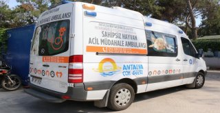 Kurban Bayramında Sokak Hayvanlarına 7/24 Hizmet Verilecek